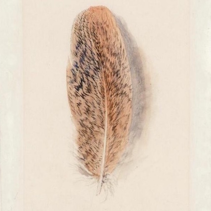 Ruskinbrownpeacockfeathersmall.jpg