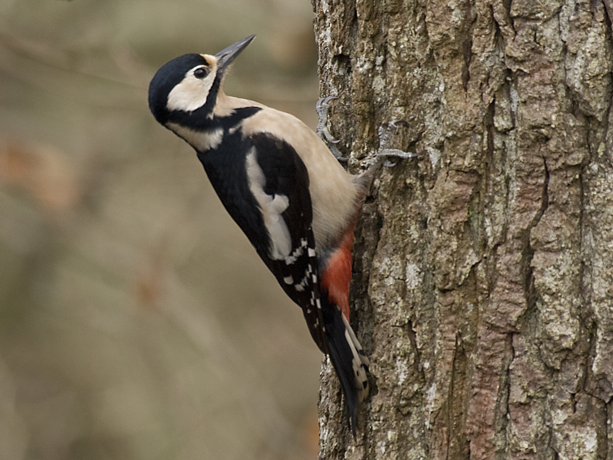 G. Spotted Woodpecker.jpg