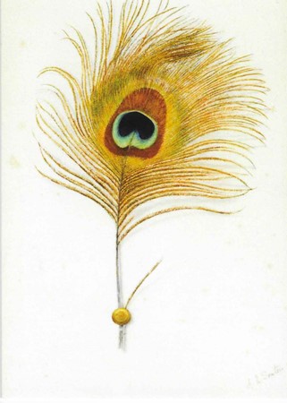Study of a Peacock's Tail Feather