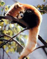 red-panda.jpg