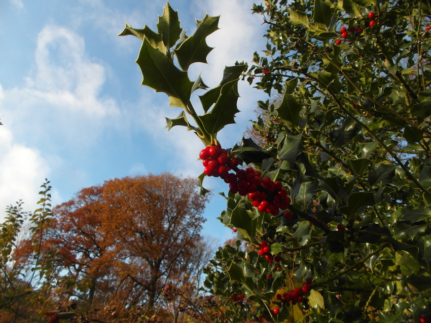 holly berries.jpg