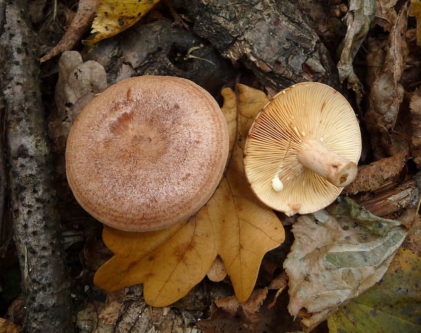 oak milkcap.jpg