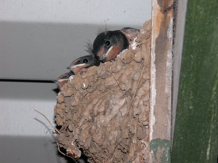 Swallows in nest, Cwm Ivy.jpg
