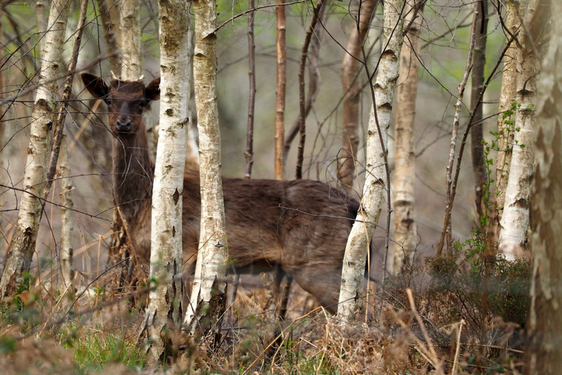 Fallow Deer MF.JPG