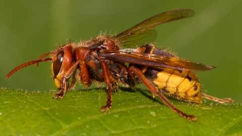 Hornet cpt Erik Jørgensen.jpg