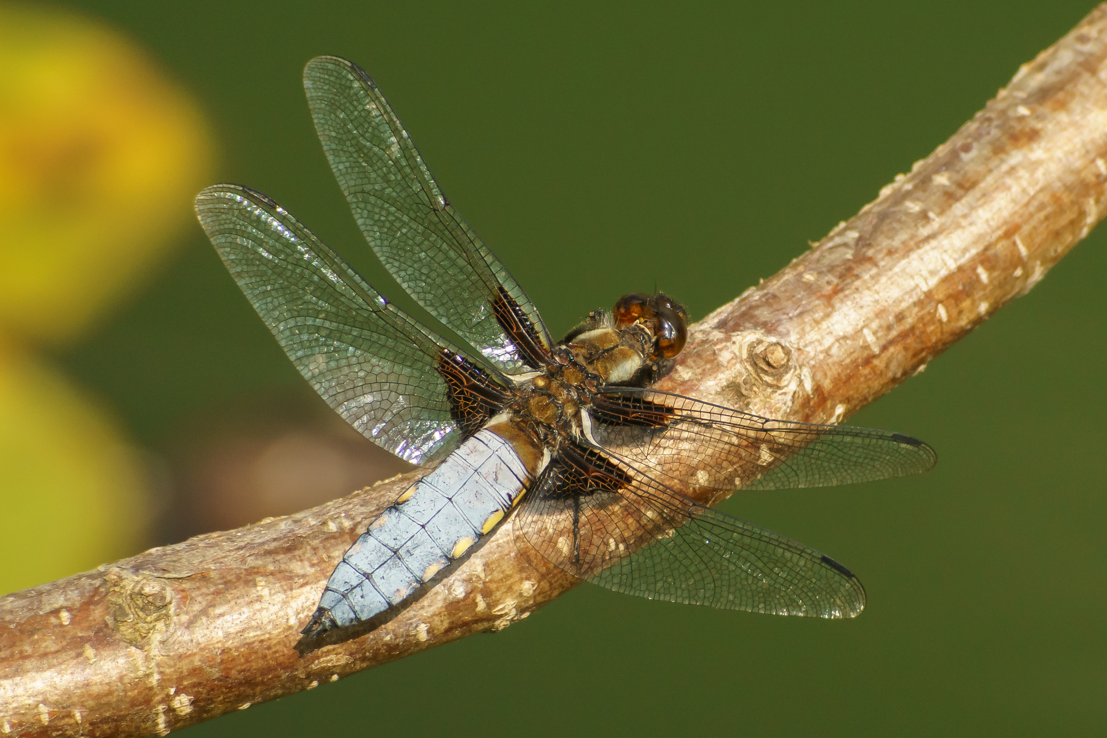 Libellula depressa Broad-bodied Chaser dragonfly male-3435 Nigl Stone.JPG