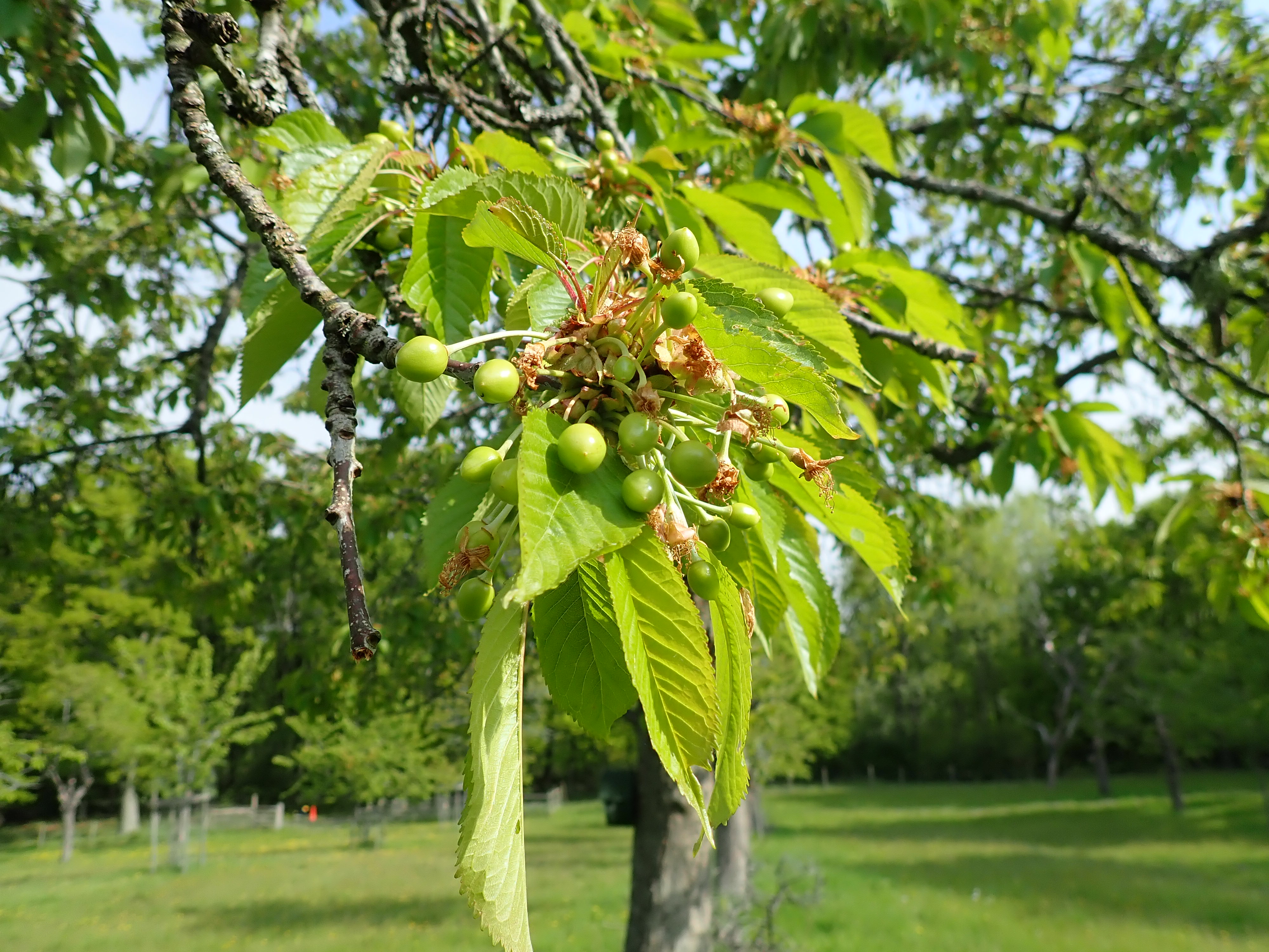 Young green cherries 2020.JPG