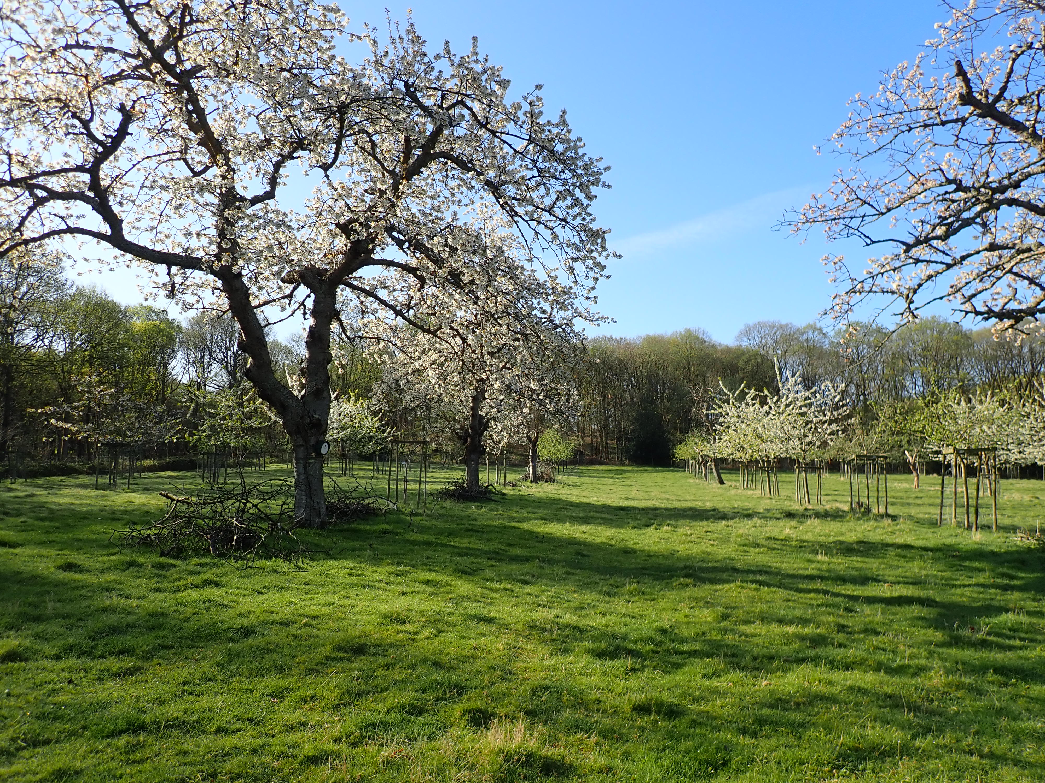 Cherry orchard in bloom 2020.JPG