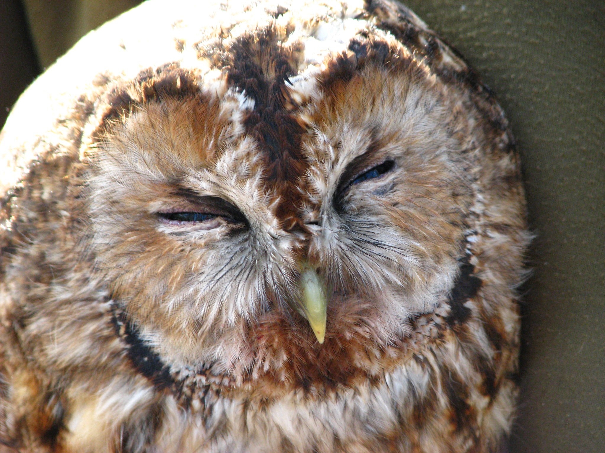 tawny female.JPG