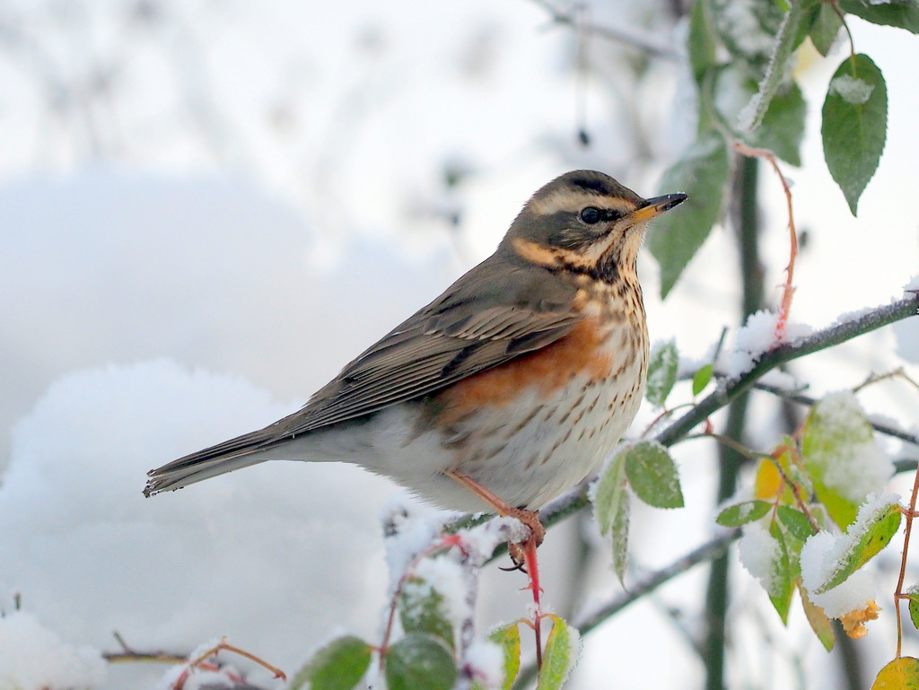 Redstart (Mick Farmer).JPG