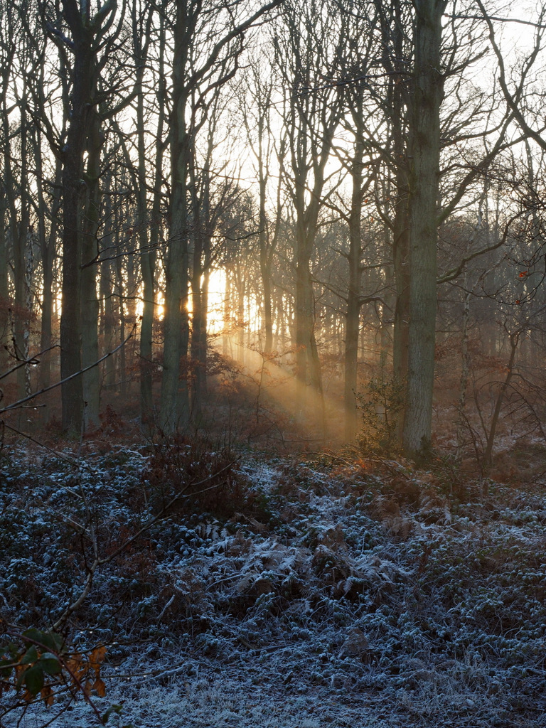 Frosty forest (Mick Farmer).JPG