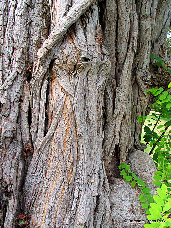 F1_-_Robinia_pseudacacia_bark.jpg