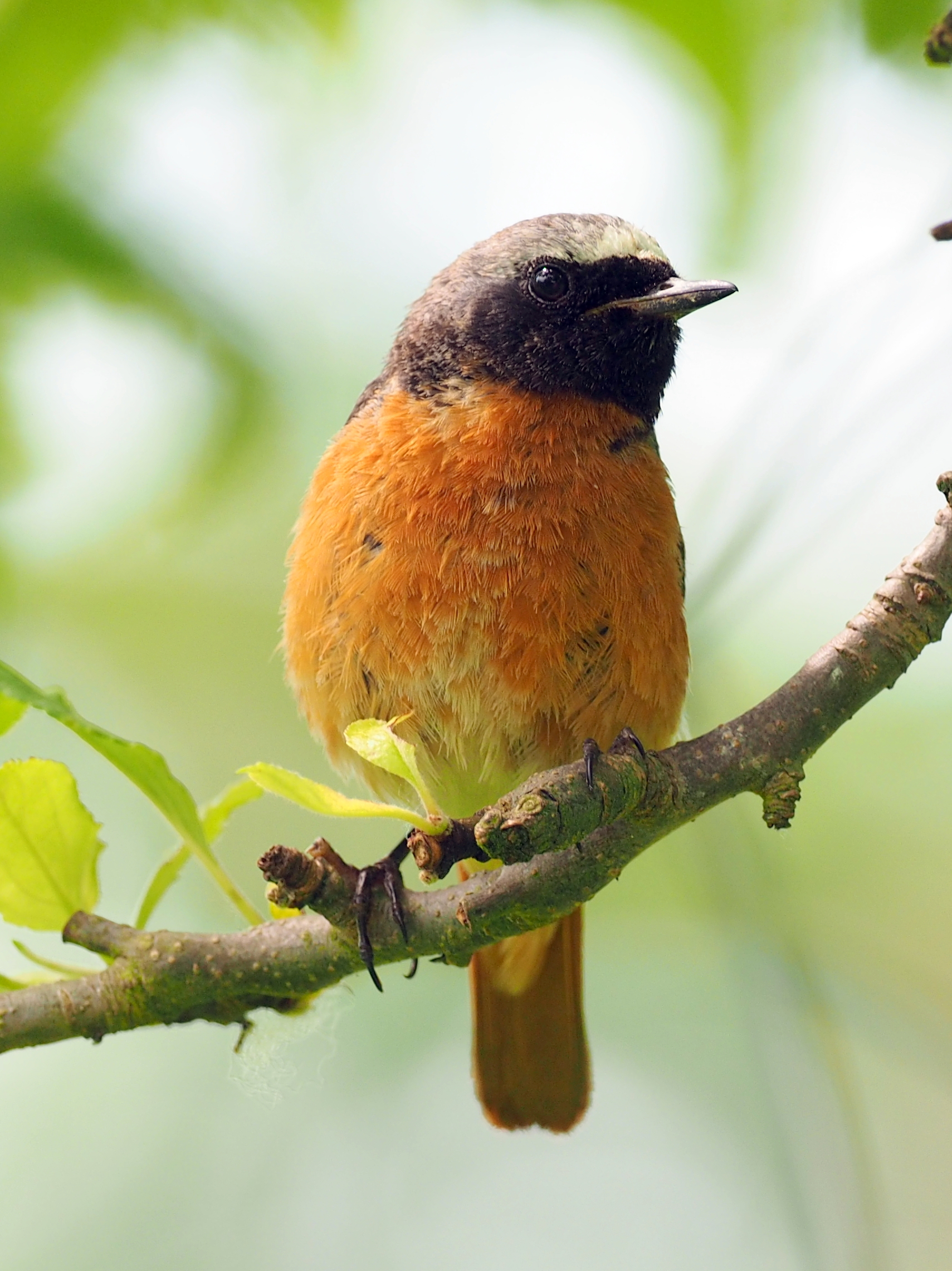 male Redstart - Mick Farmer.JPG