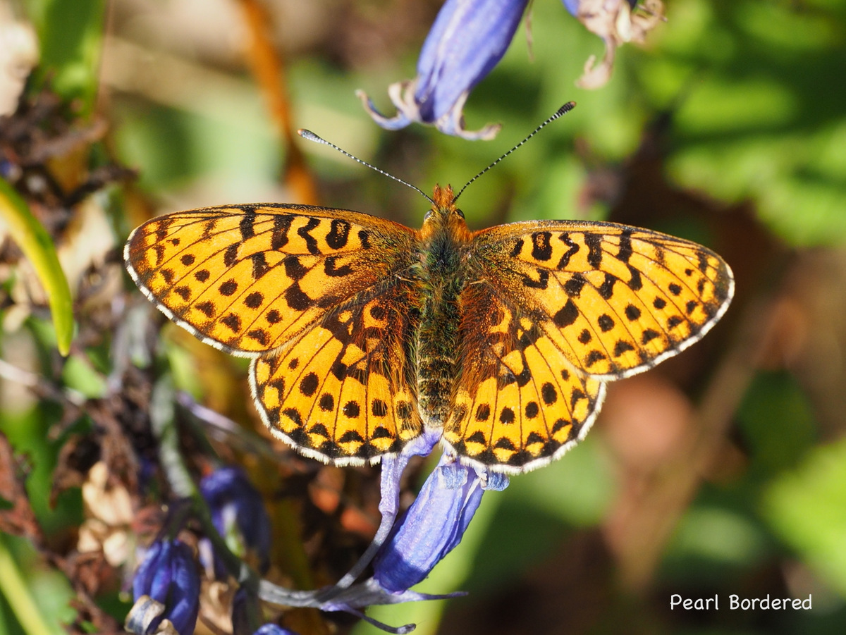 Pearl Bordered Fritillary (Mick Farmer).JPG