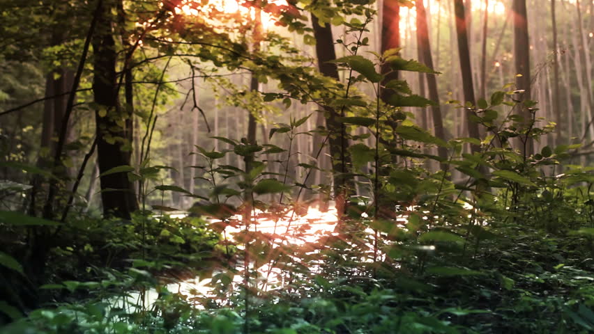 Dawn forest. Shutterstock.jpg