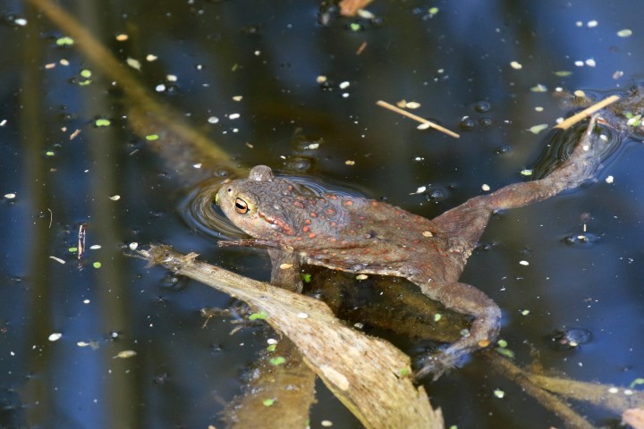 Common-Toad.JPG