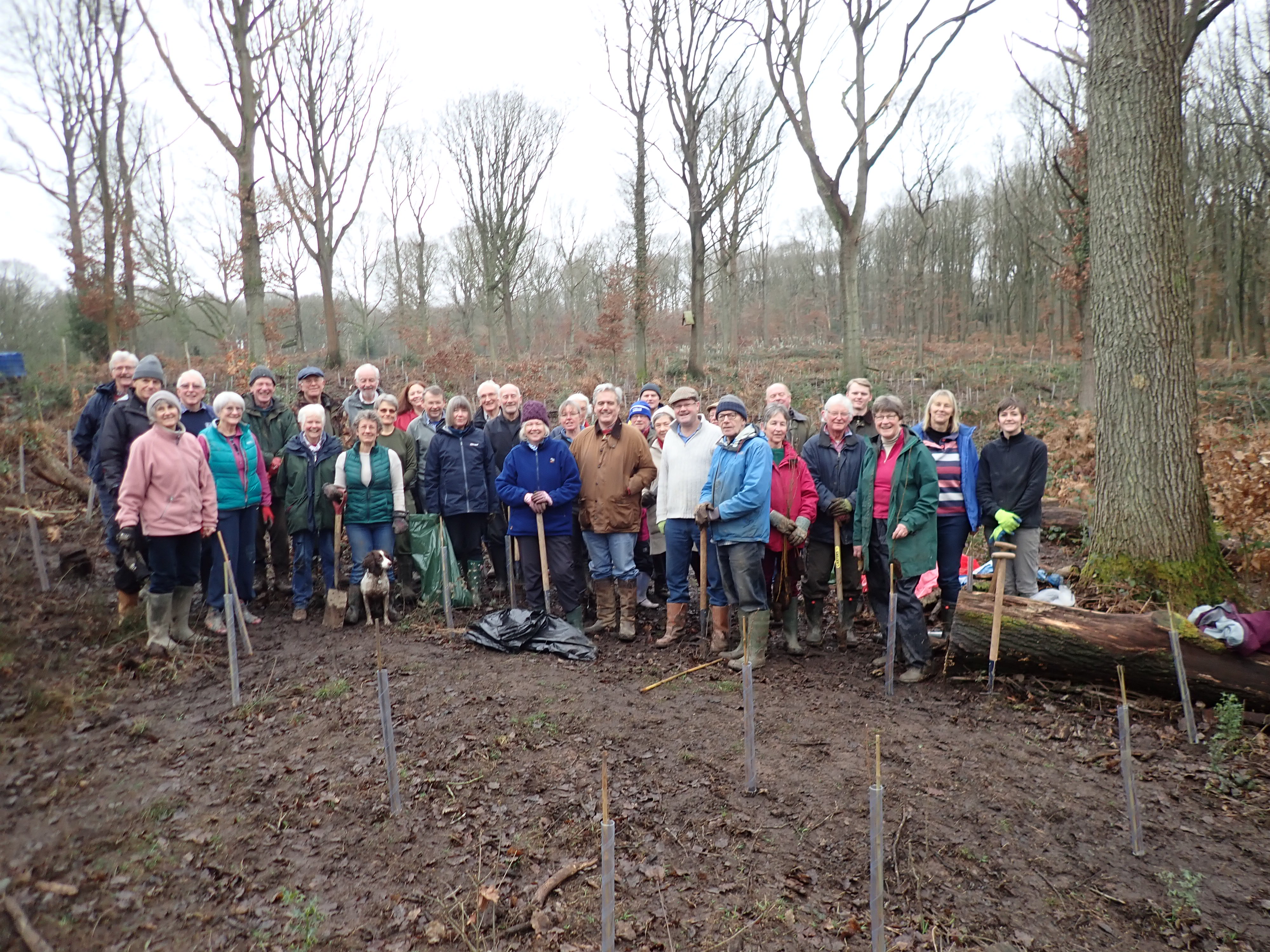 Volunteers and MP Mark Garnier planting over 2,000 trees in Jan 2020.JPG