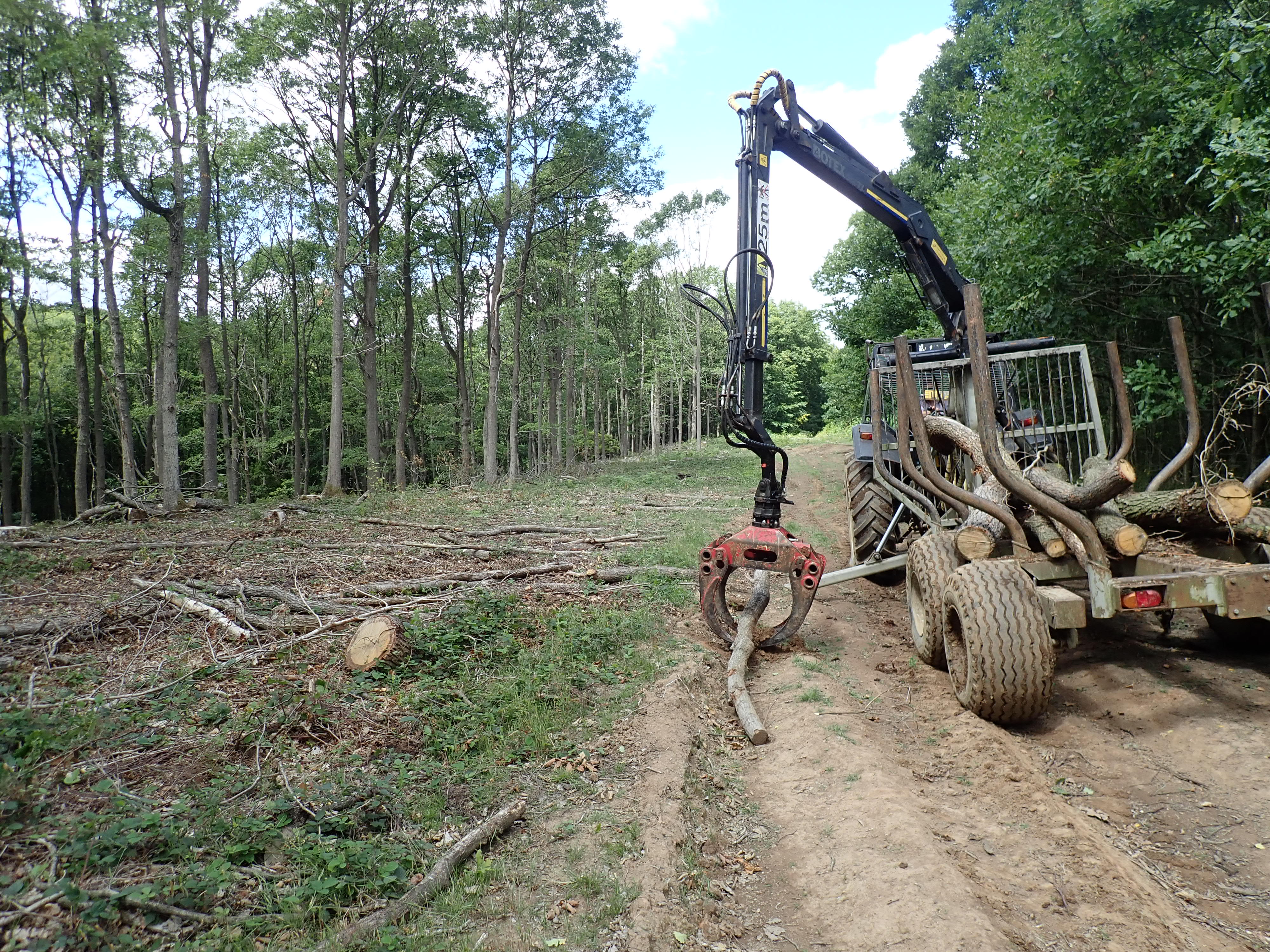 Making the most of the dry weather to collect oak from the forest.JPG