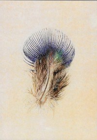 Study of a Peacock's Breast Feather, by John Ruskin