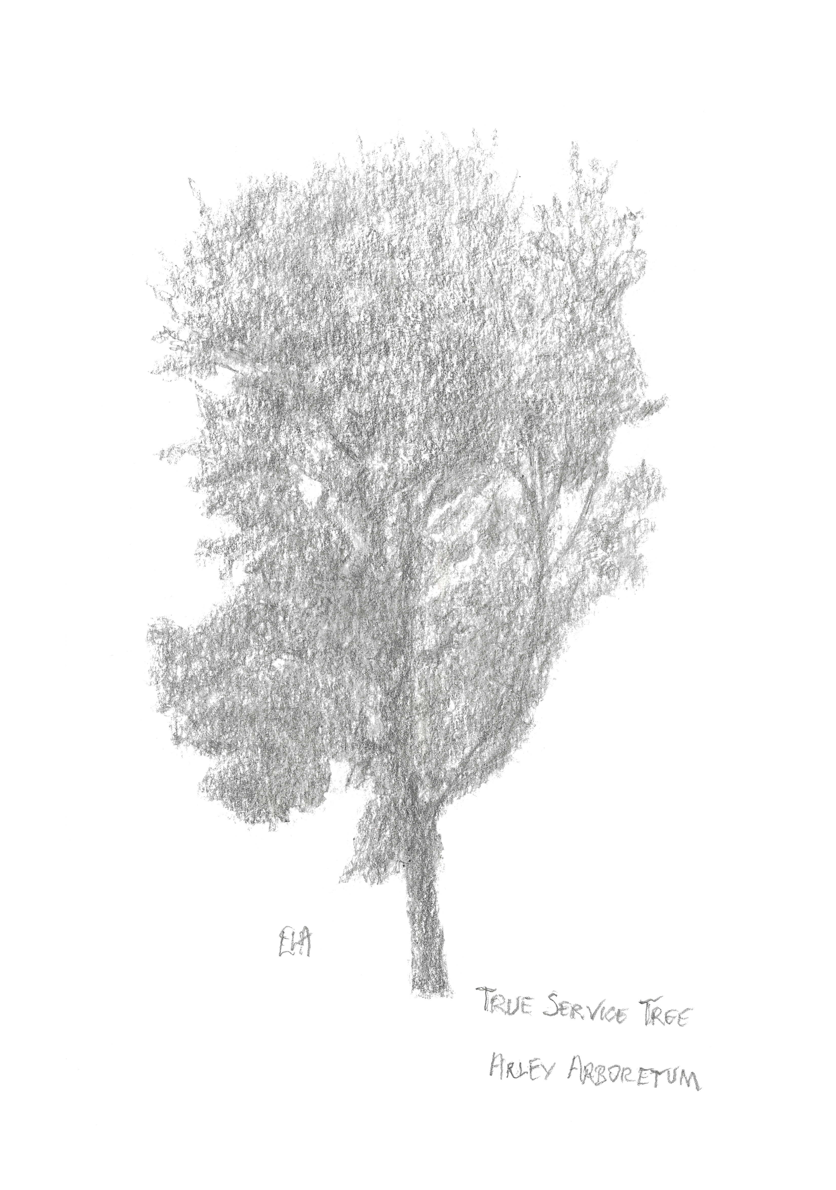 E4 True Service Tree Arley Arboretum hi res.jpg