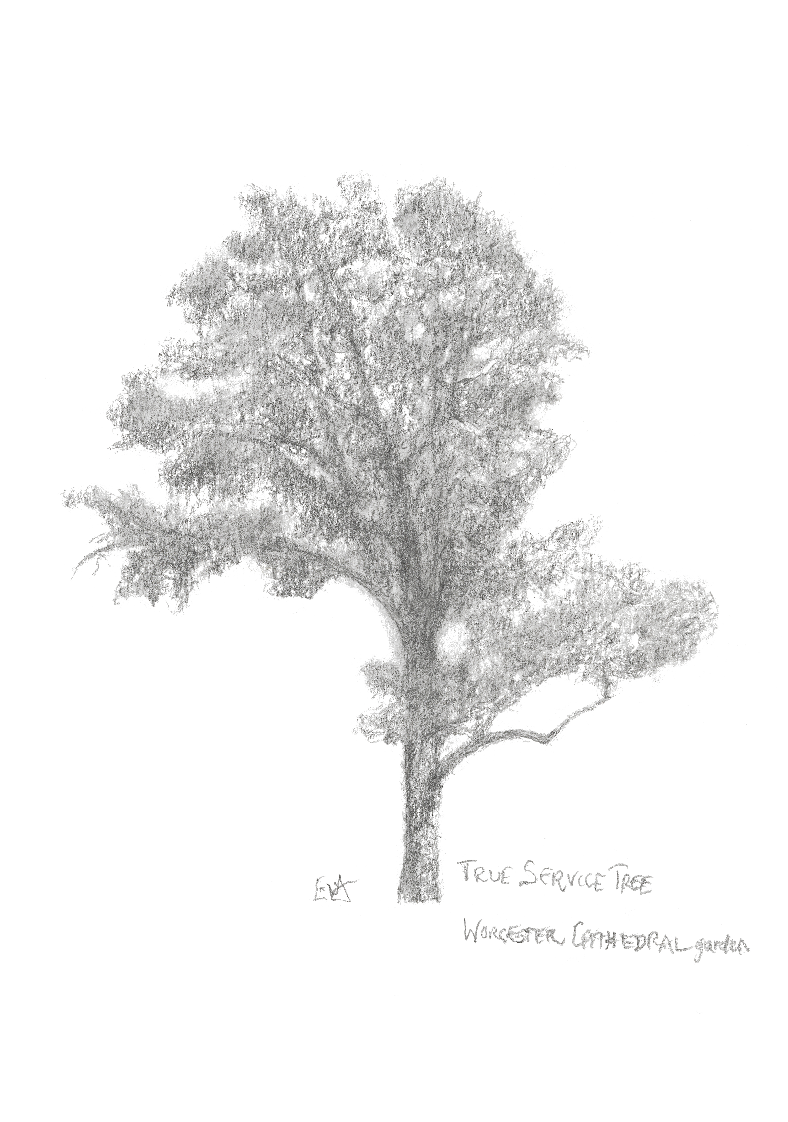 E6 True Service Tree Worcs Cath Gdn hi res.jpg