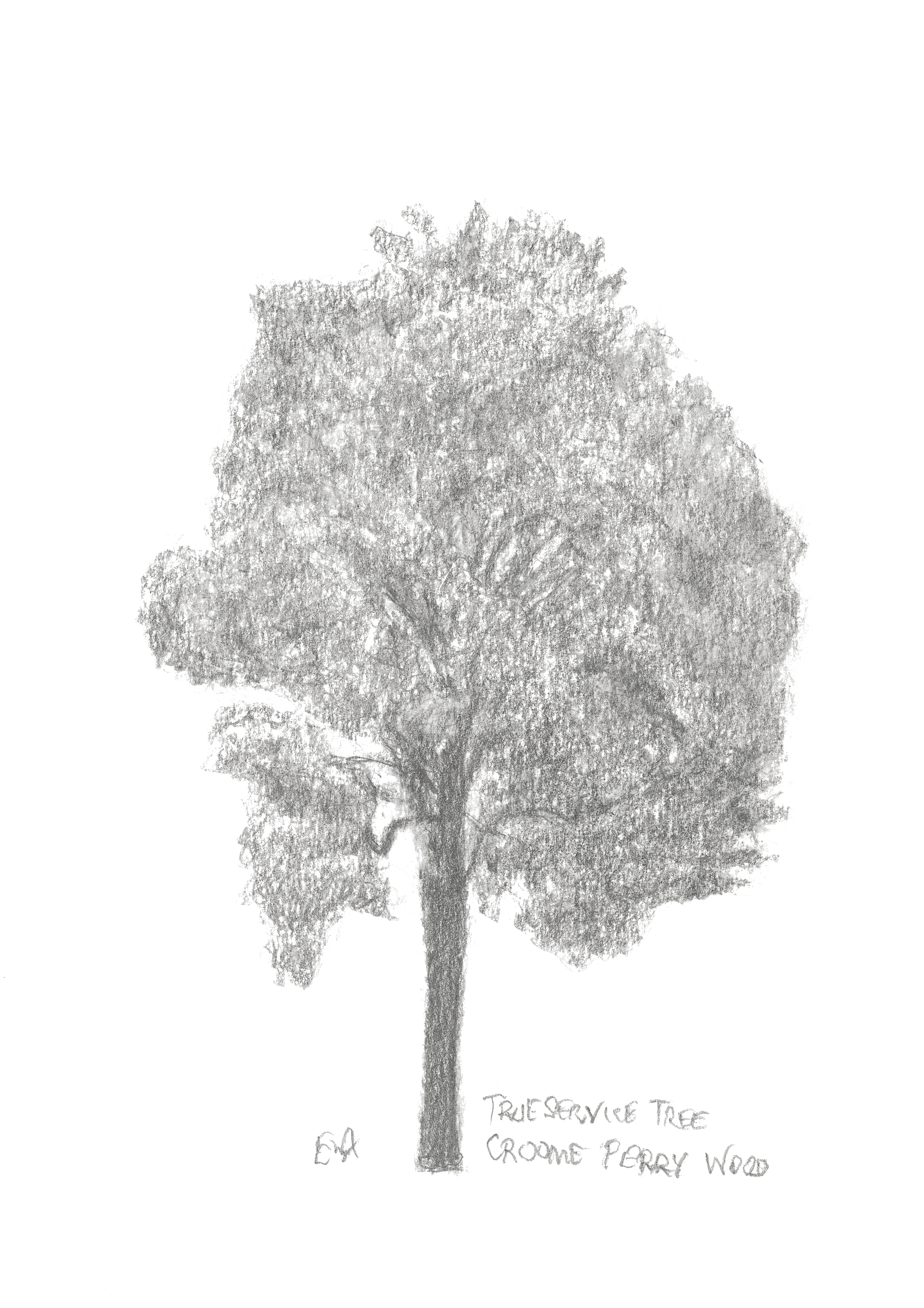 E8 True Service Tree Croome Perry Wood hi res.jpg