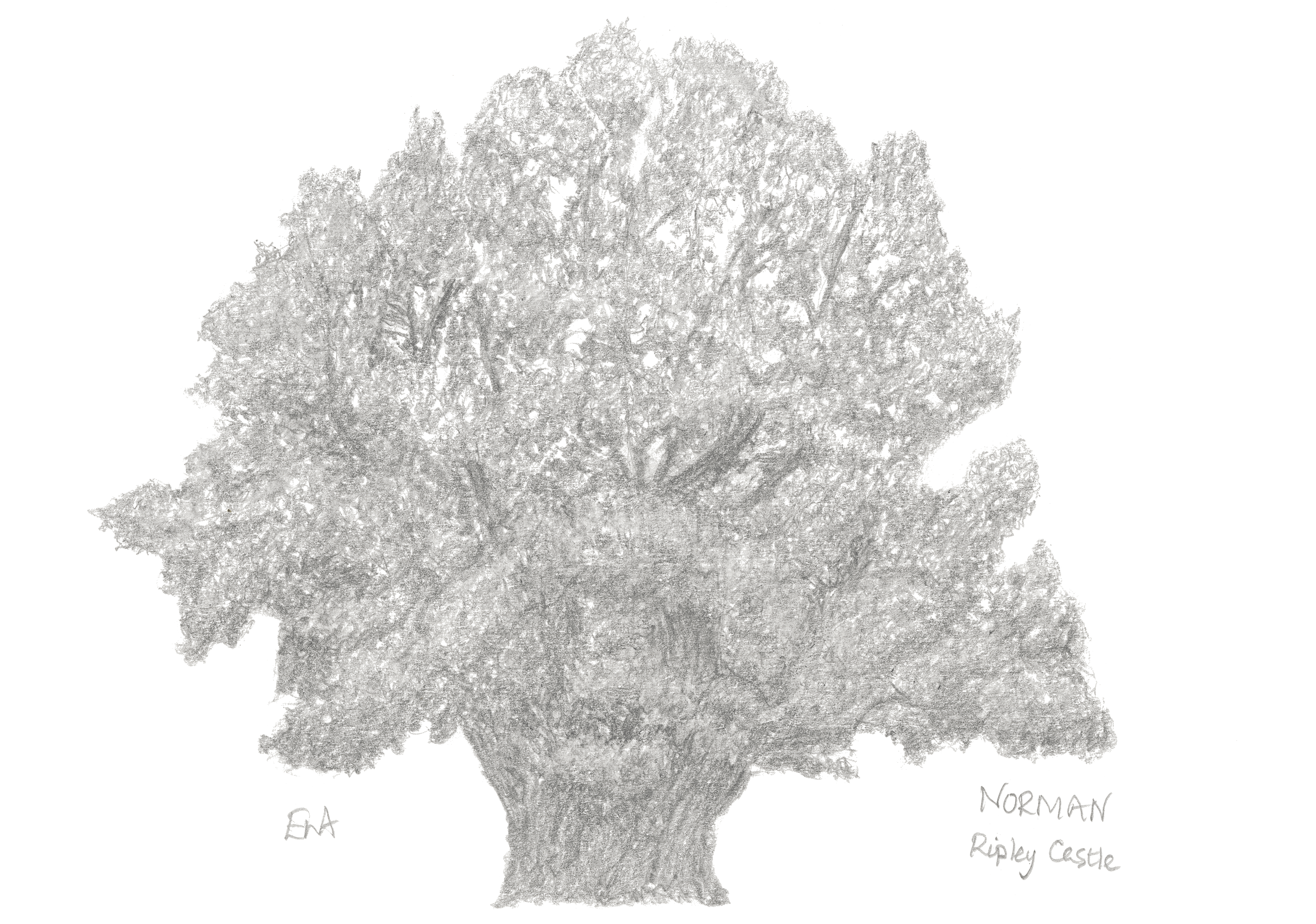 C15 Oak Ripley hi res.jpg