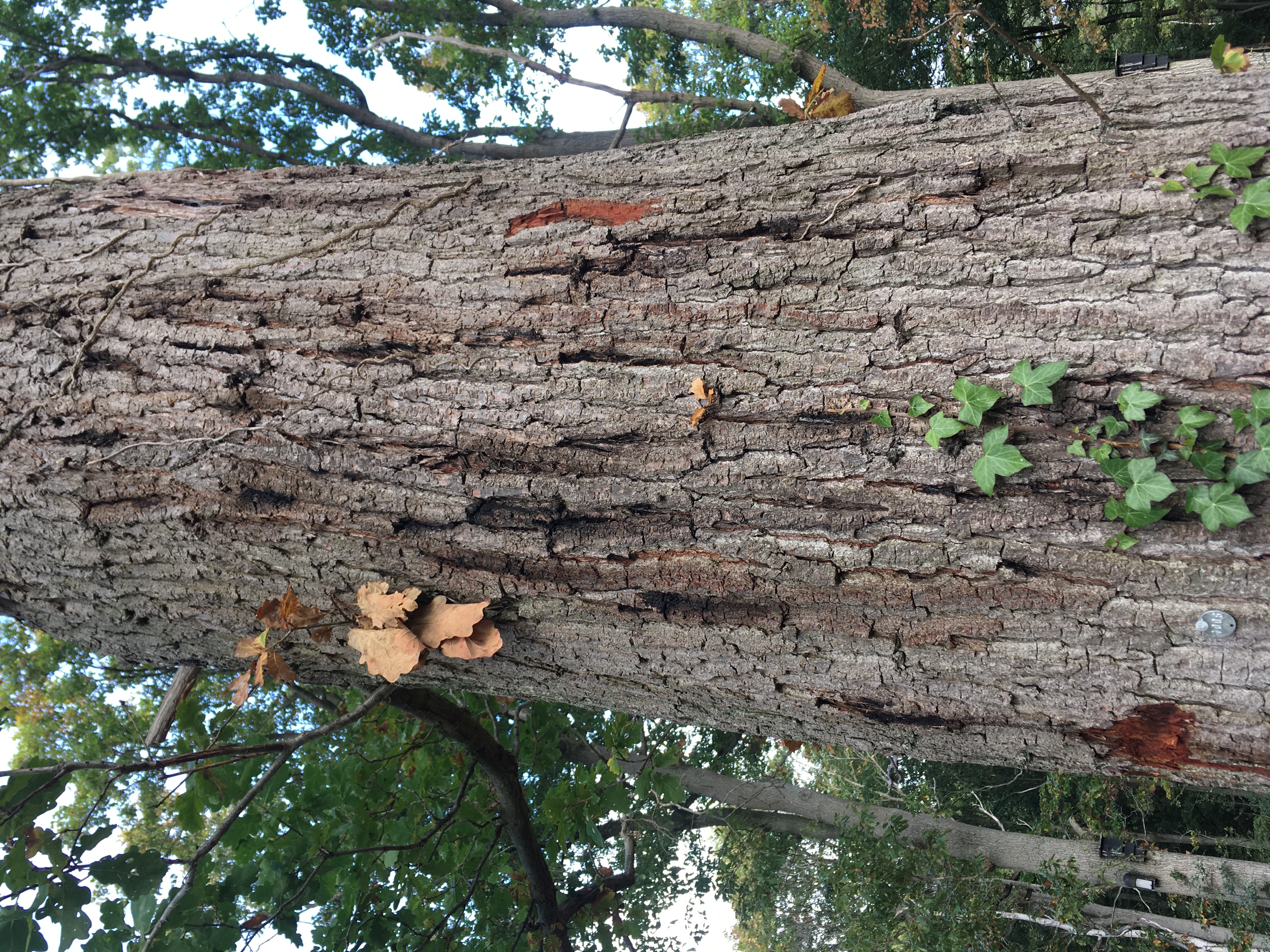 Acute Oak Decline 2022.JPG