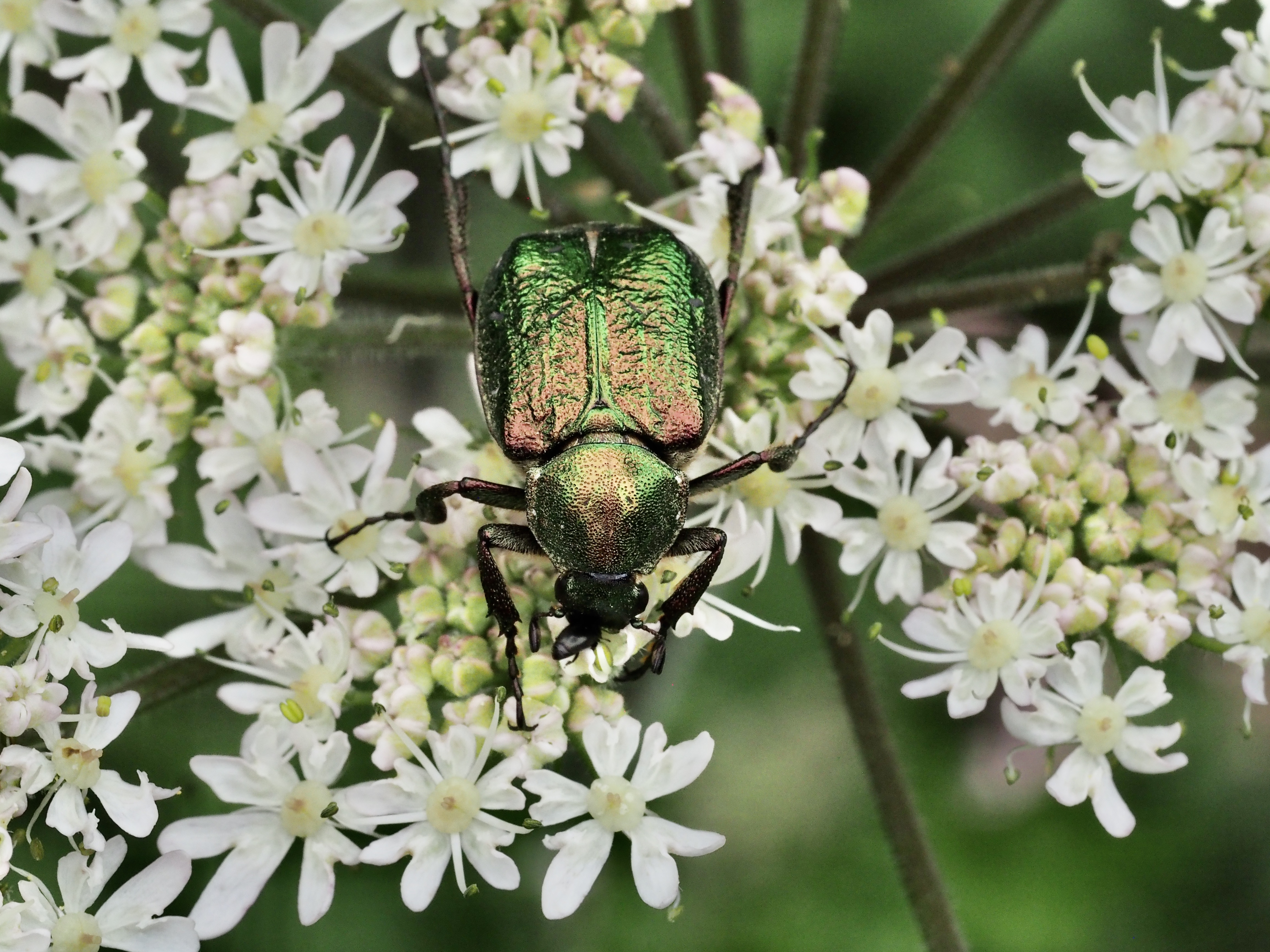 Noble Chafer RW.jpeg