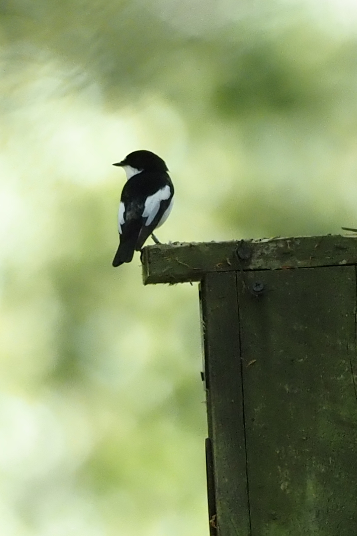 Pied Flycatcher MF.JPG