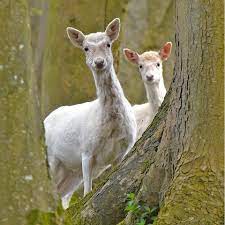 white fallow deer.jpg