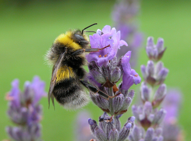 RW male Bombus lucorum1.jpeg