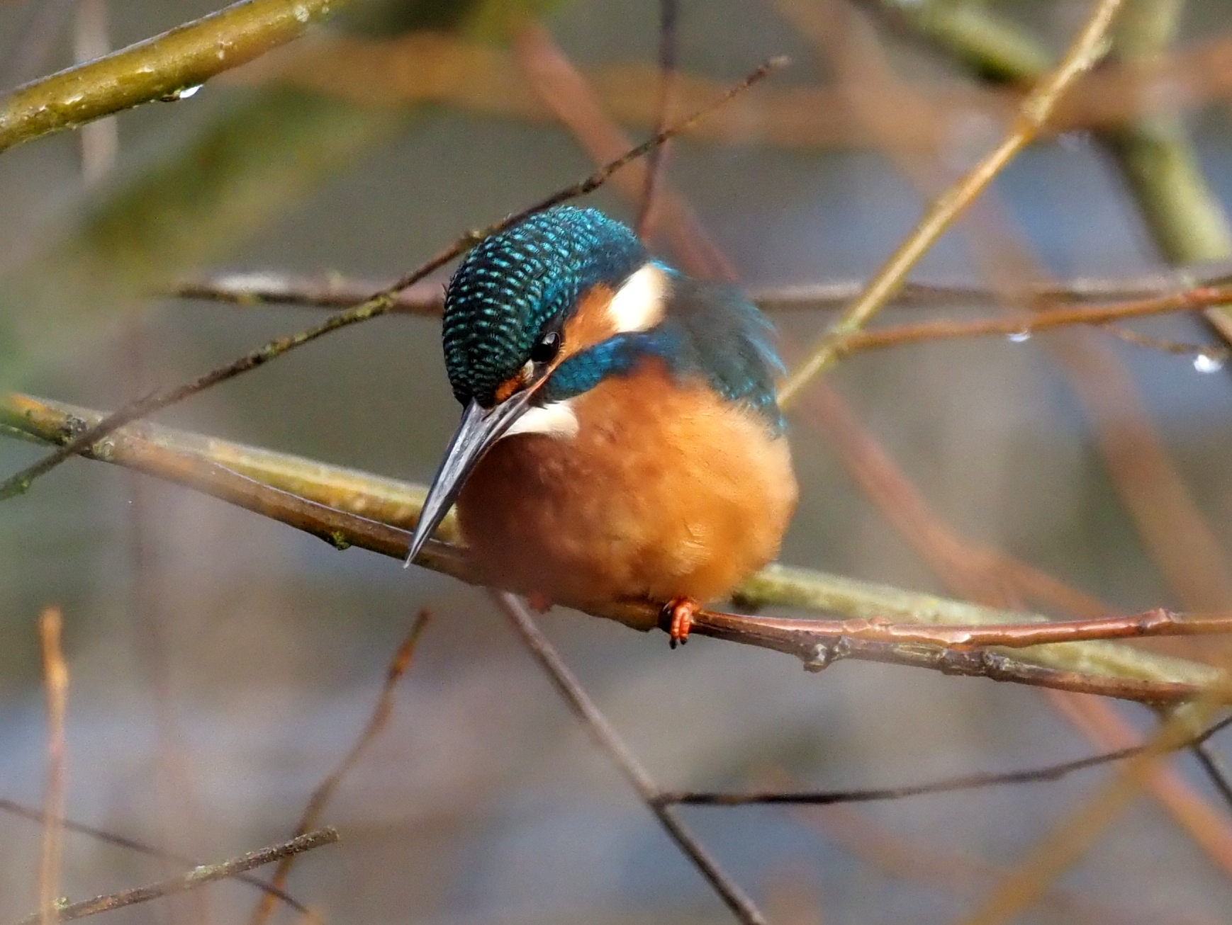 Kingfisher (Mick Farmer).JPG