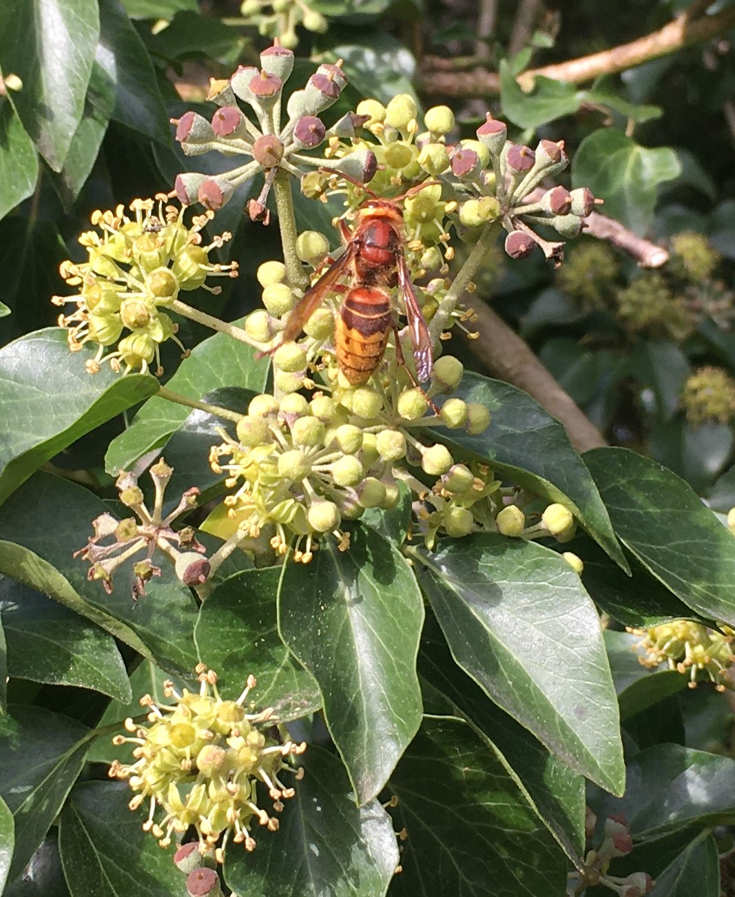 Hornet on ivy.jpg