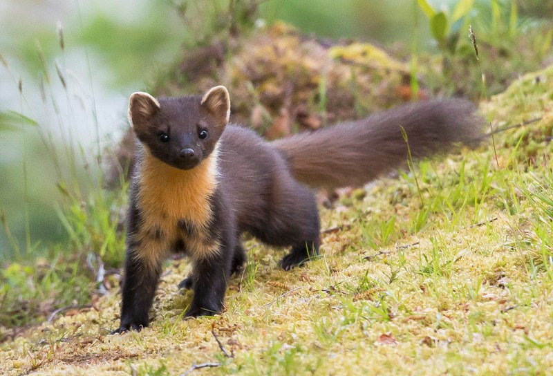 Pine Marten.jpg