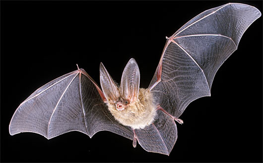 long-eared bat (FactZoo).jpg