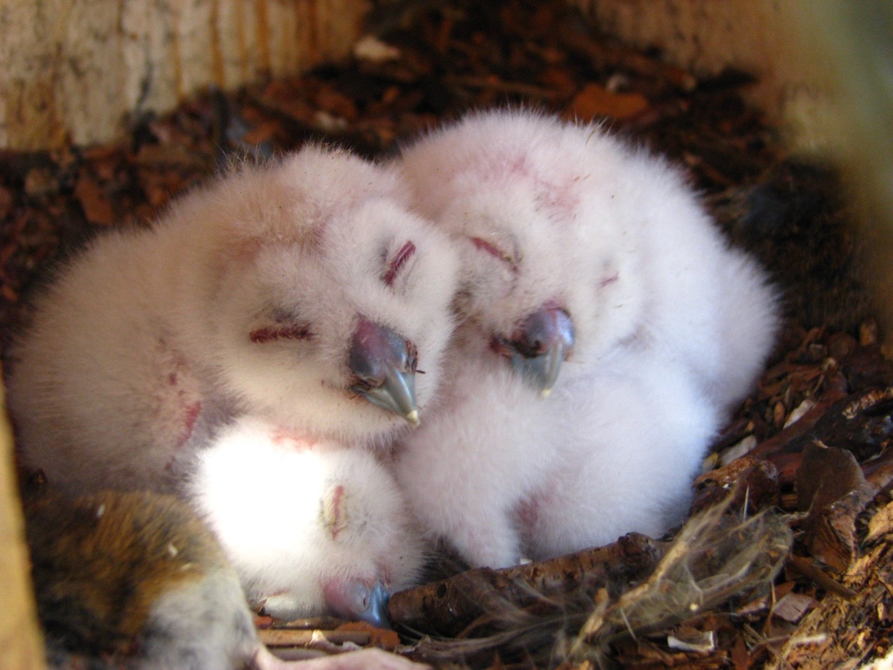 tawny chicks.jpeg