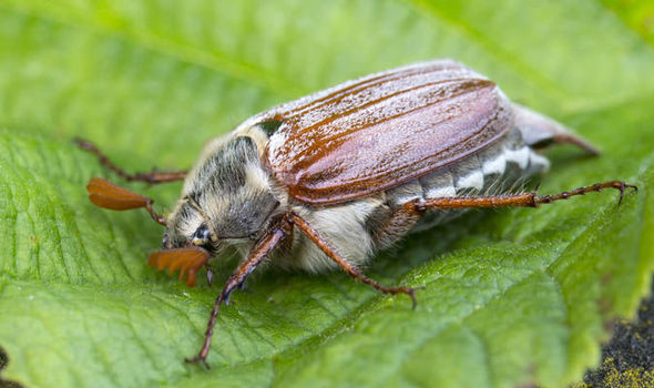 Common-Cockchafer.jpg