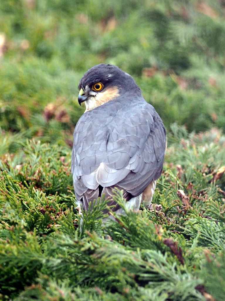 Sparrowhawk MLF.JPG