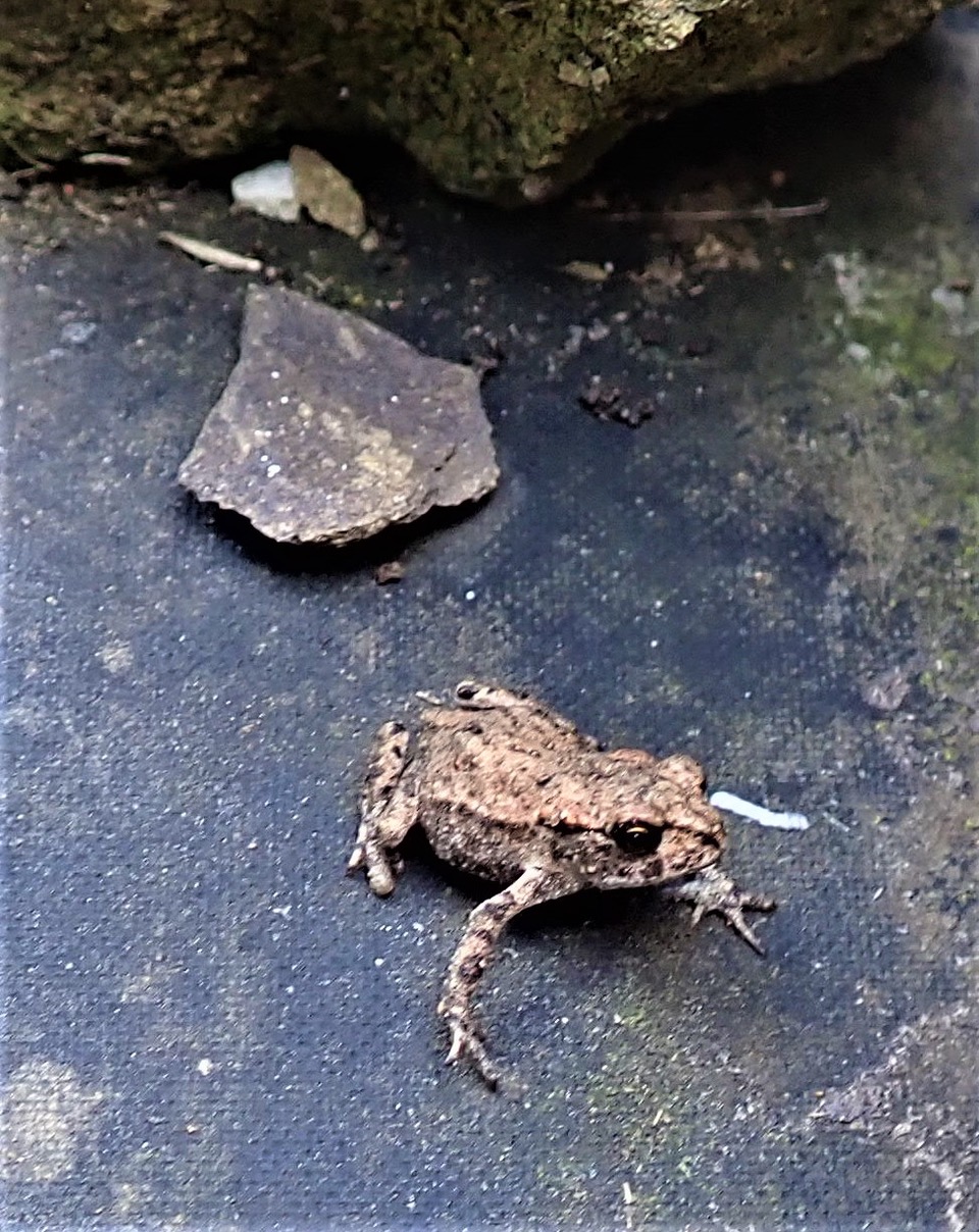 Toadlet.jpeg