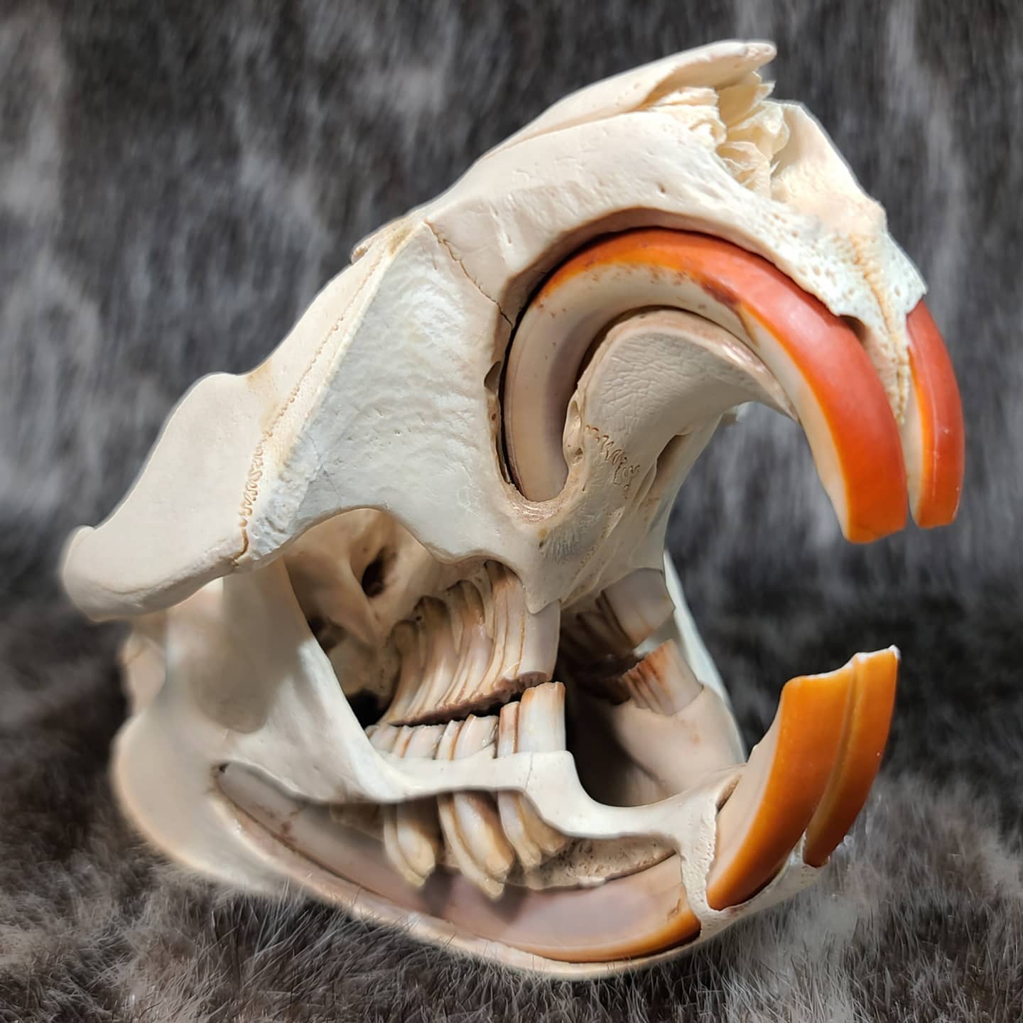 Beaver skull.jpg