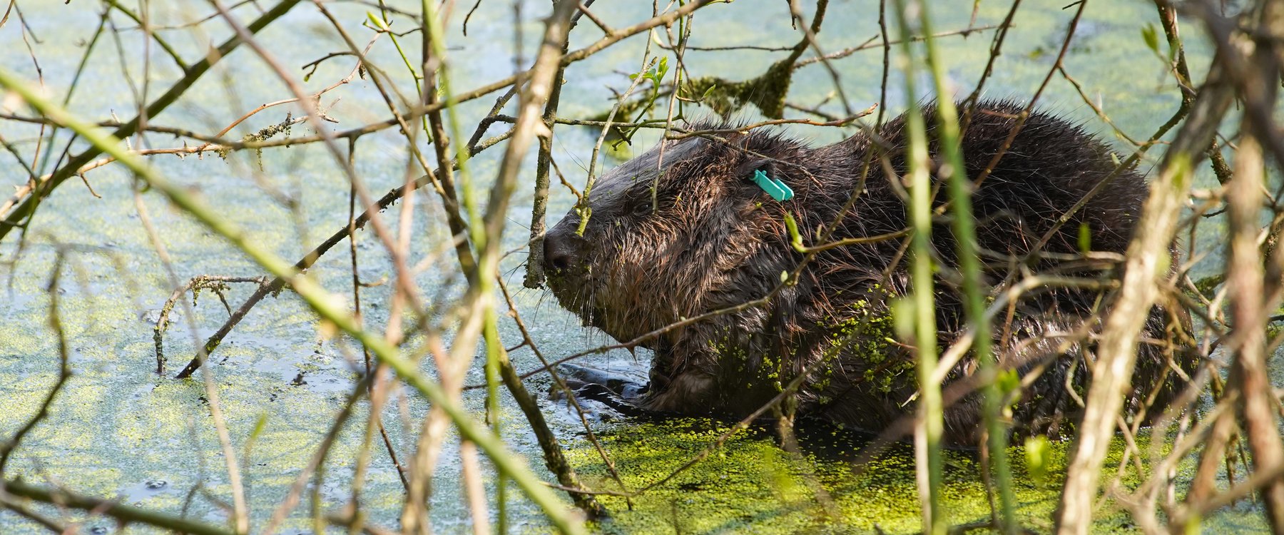 D - Beaver in pond at Cropton Forest 4  - male [©Forestry England-Sam Oak....jpg