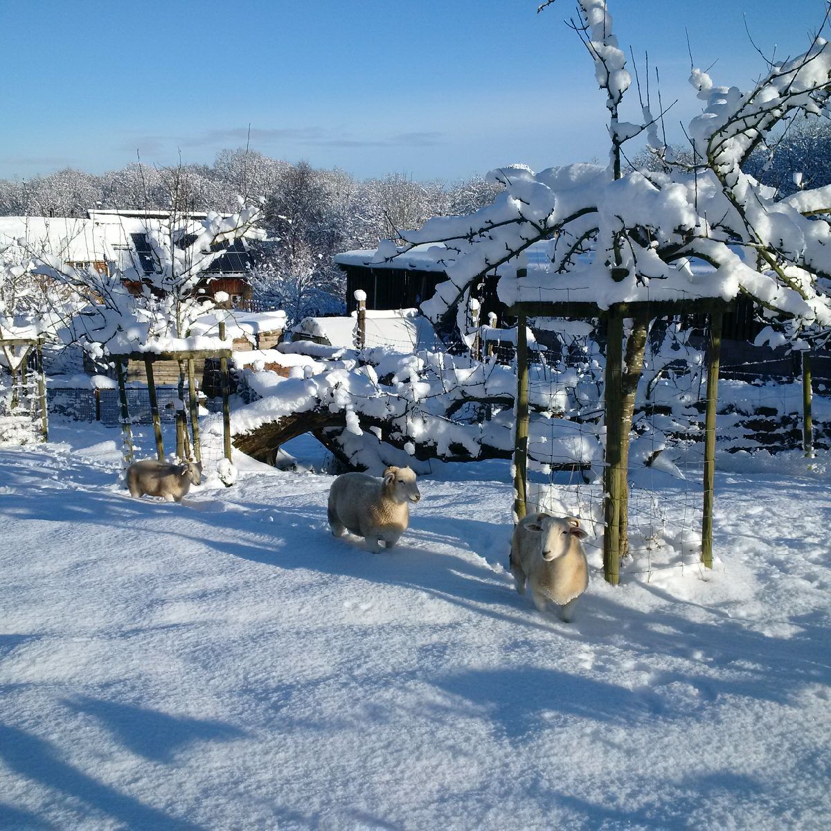 Sheep in snow Dec 2017.jpg