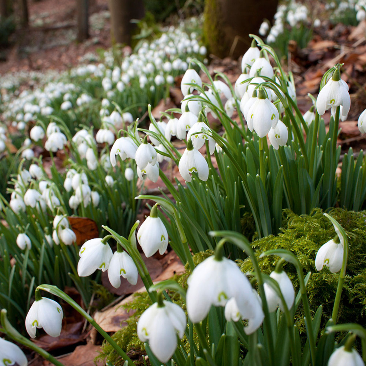 Snowdrops (close up).jpg