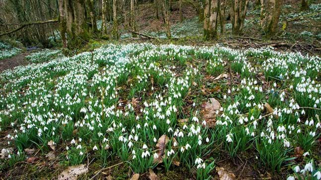 snowdrops.jpg