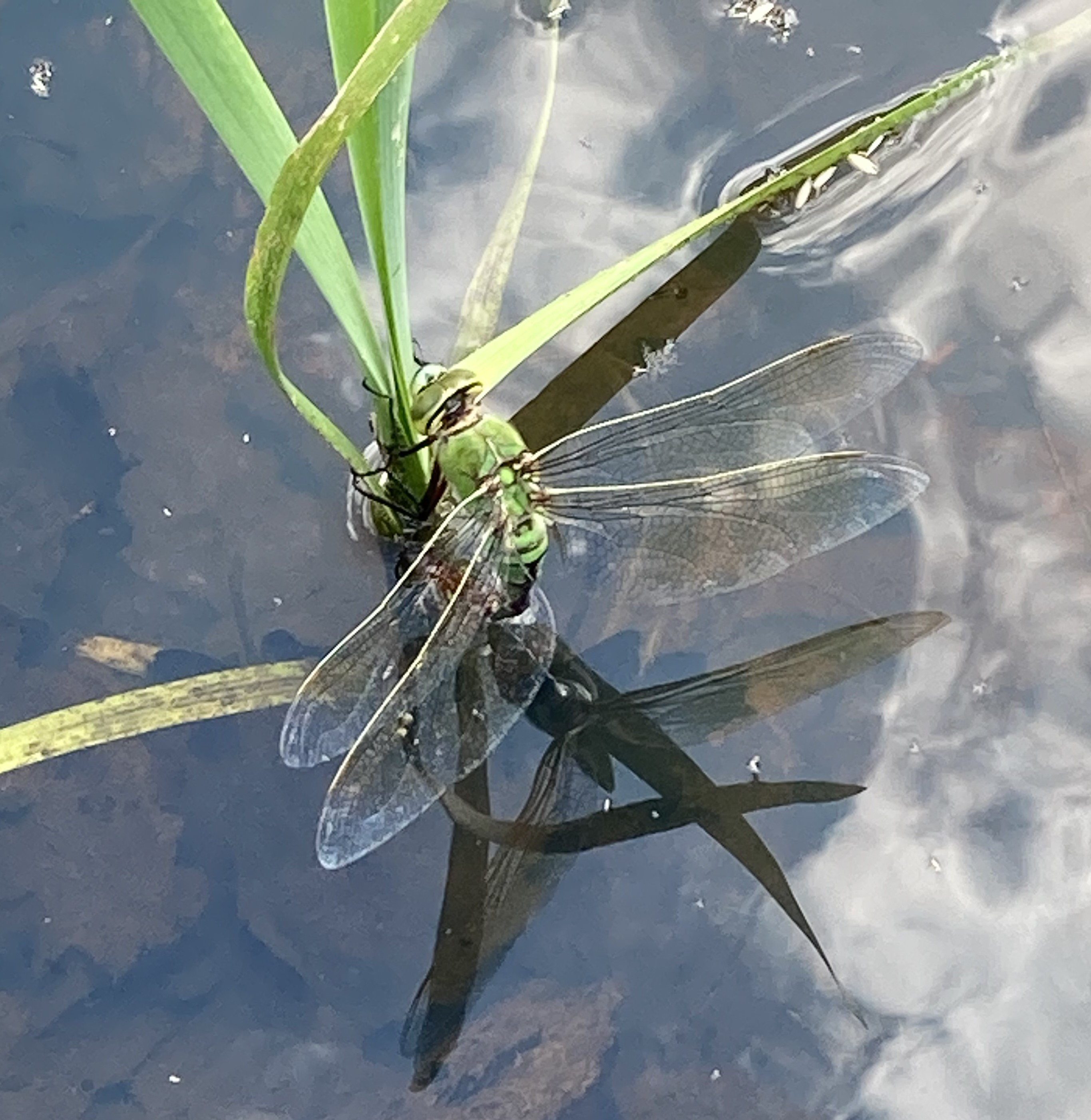 Emperor dragonfly (female).jpg