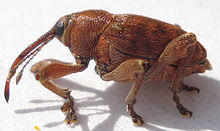 Acorn Weevil.jpg