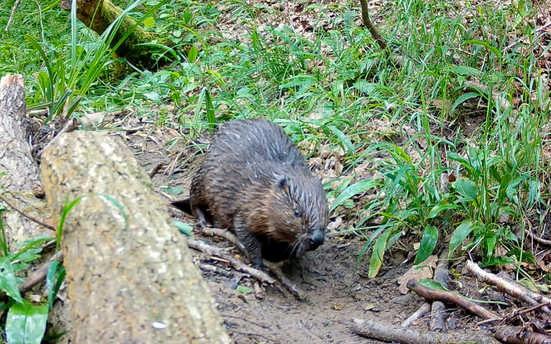 WF Beaver 3.jpg