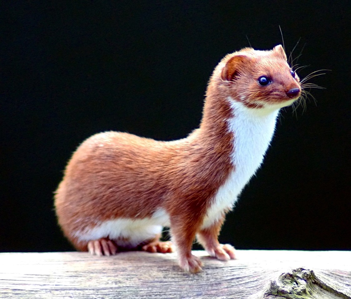 Mustela_nivalis_-British_Wildlife_Centre (Keven Law) (1).jpeg