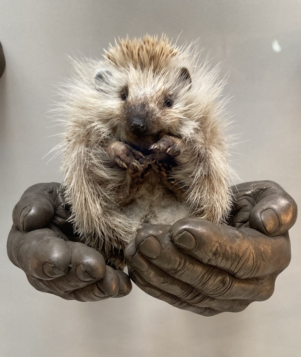 Hedgehog - Oxford NHM.jpeg